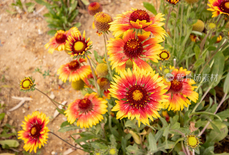 希腊克里特岛Rethymnon镇的Gaillardia aristata“Granretip”太阳爆发